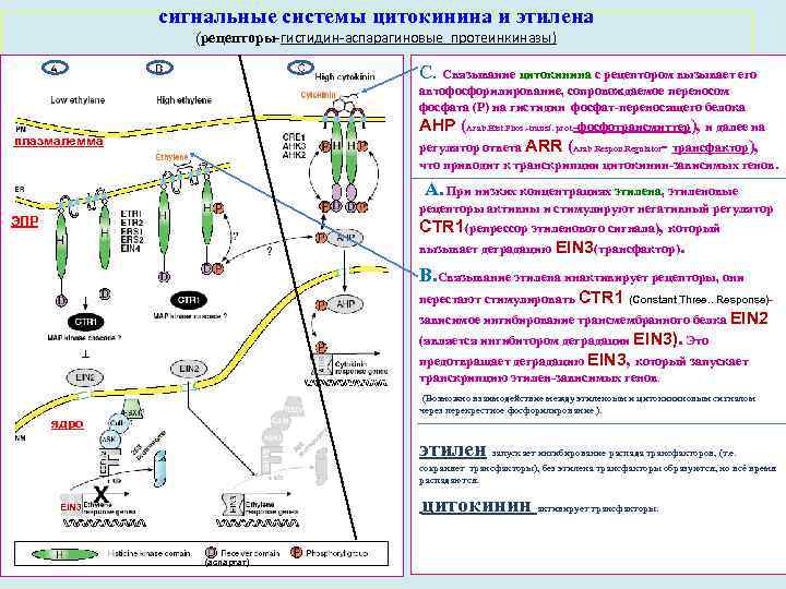 сигнальные системы цитокинина и этилена (рецепторы-гистидин-аспарагиновые протеинкиназы) С. Связывание цитокинина с рецептором вызывает его