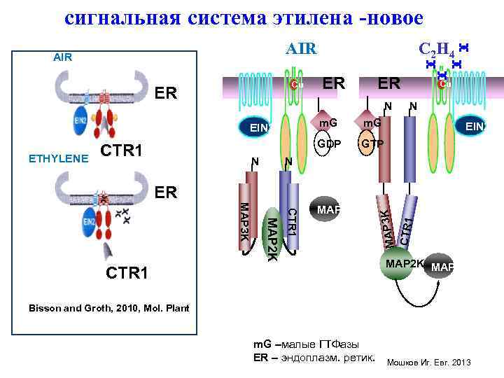 сигнальная система этилена -новое Cu ER ER ER N m. G CTR 1 N