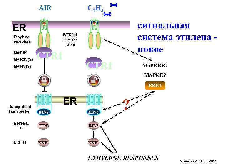 AIR ER C 2 H 4 Cu Cu ETR 1/2 ERS 1/2 EIN 4