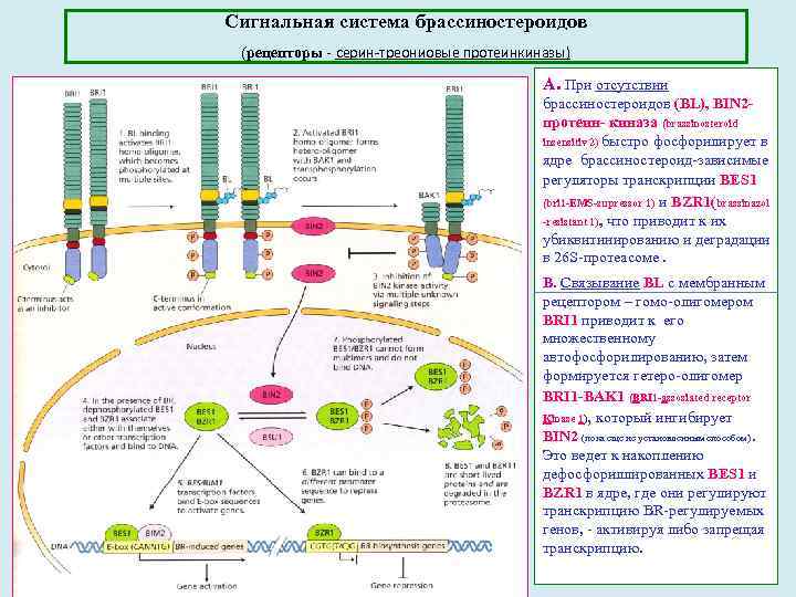 Сигнальная система брассиностероидов (рецепторы - серин-треониовые протеинкиназы) A. При отсутствии брассиностероидов (BL), BIN 2
