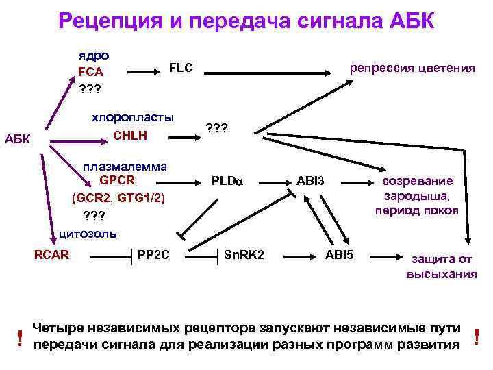 Рецепция и передача сигнала АБК ядро FCA ? ? ? хлоропласты CHLH АБК плазмалемма