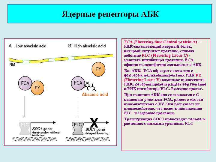 Ядерные рецепторы АБК FCA (Flowering time Control protein A) – РНК-связывающий ядерный белок, который