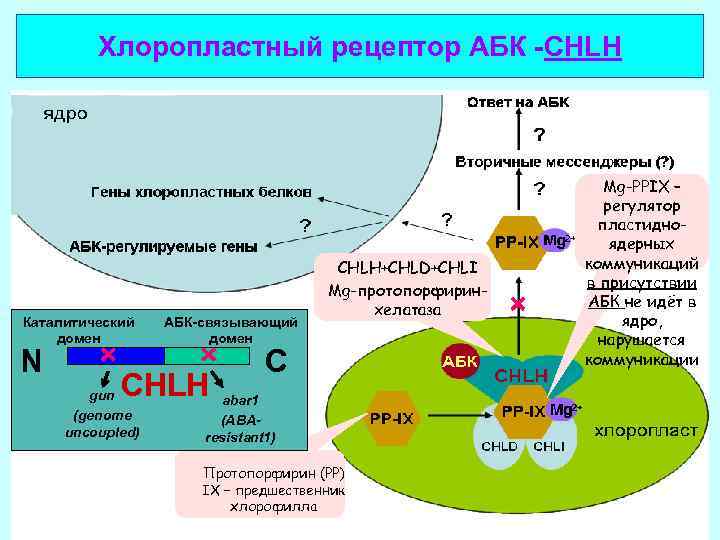 Хлоропластный рецептор АБК -CHLH Каталитический домен N АБК-связывающий домен CHLH gun (genome uncoupled) CHLH+CHLD+CHLI