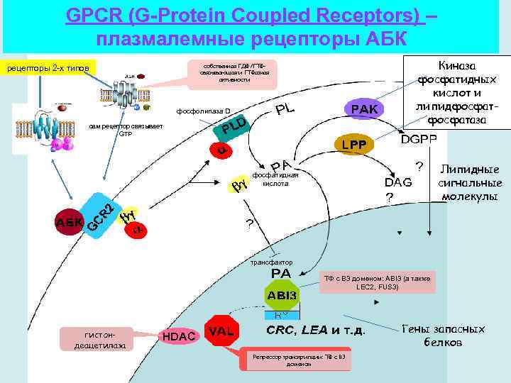 GPCR (G-Protein Coupled Receptors) – плазмалемные рецепторы АБК Киназа фосфатидных кислот и липидфосфатаза собственная
