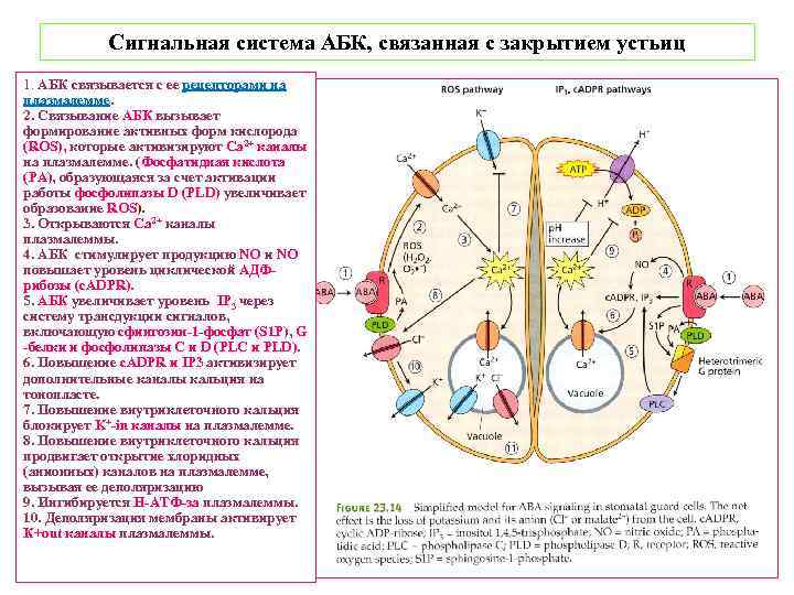 Сигнальная система АБК, связанная с закрытием устьиц 1. АБК связывается с ее рецепторами на