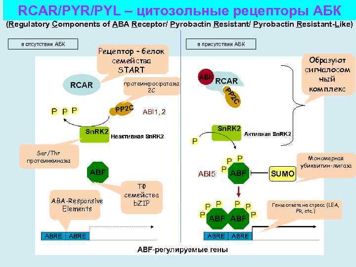 RCAR/PYL – цитозольные рецепторы АБК (Regulatory Components of ABA Receptor/ Pyrobactin Resistant-Like) в отсутствии