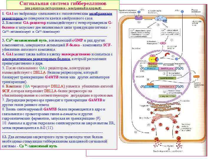 Сигнальная система гиббереллинов (два рецептора гиббереллинов – мембранный и ядерный) 1. GA 1 из