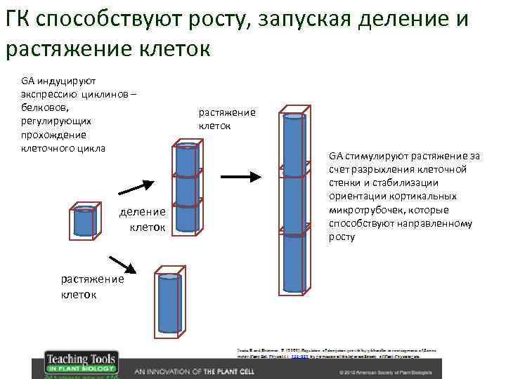 ГК способствуют росту, запуская деление и растяжение клеток GA индуцируют экспрессию циклинов – белковoв,