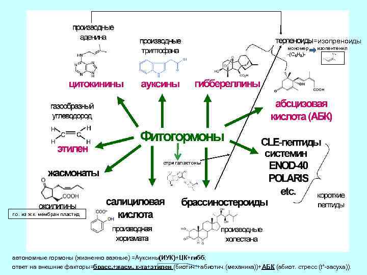 =изопреноиды мономер изопентенил -(С 5 Н 8)- стригалактоны г. о. из ж. к. мембран