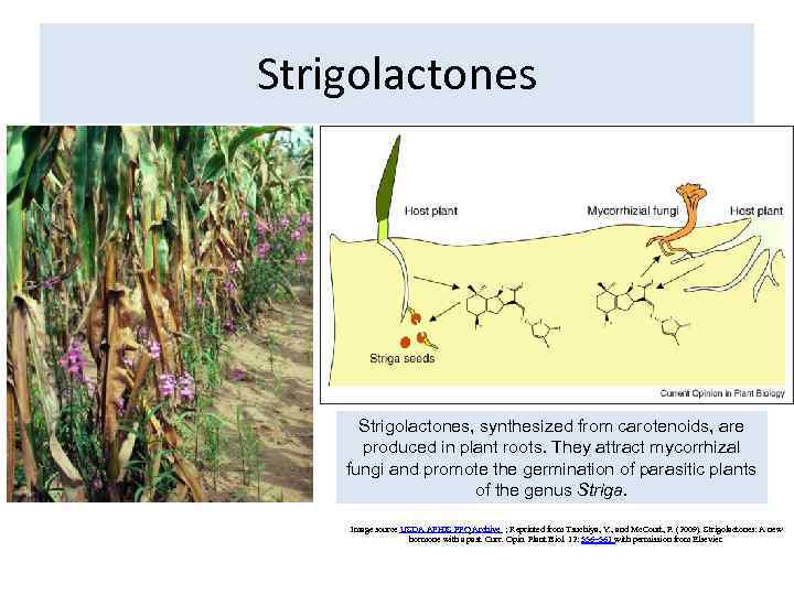 Strigolactones, synthesized from carotenoids, are produced in plant roots. They attract mycorrhizal fungi and