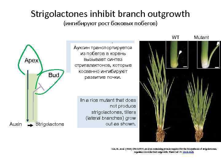 Strigolactones inhibit branch outgrowth (ингибируют рост боковых побегов) WT Apex Bud Auxin Strigolactone Mutant