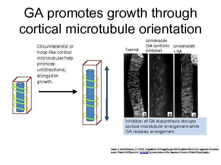 GA promotes growth through cortical microtubule orientation Circumferential or hoop-like cortical microtubules help promote
