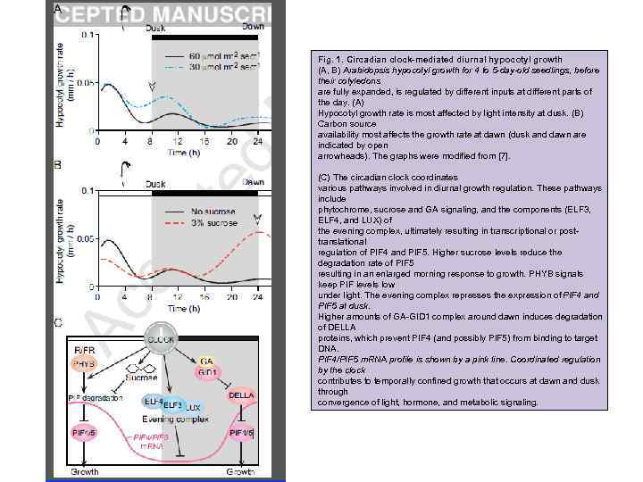 Fig. 1. Circadian clock-mediated diurnal hypocotyl growth (A, B) Arabidopsis hypocotyl growth for 4