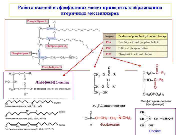 Работа каждой из фосфолипаз может приводить к образованию вторичных мессенджеров Лизофософолипид 