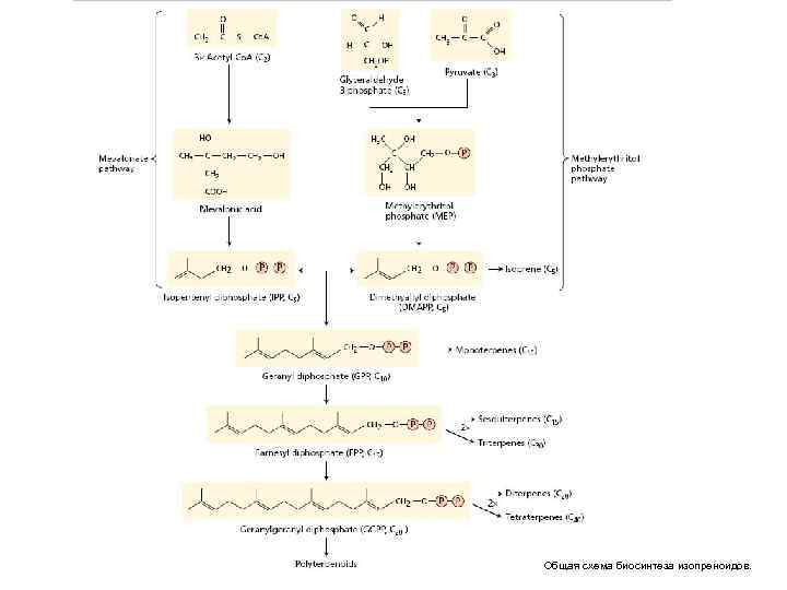 Общая схема биосинтеза изопреноидов. 