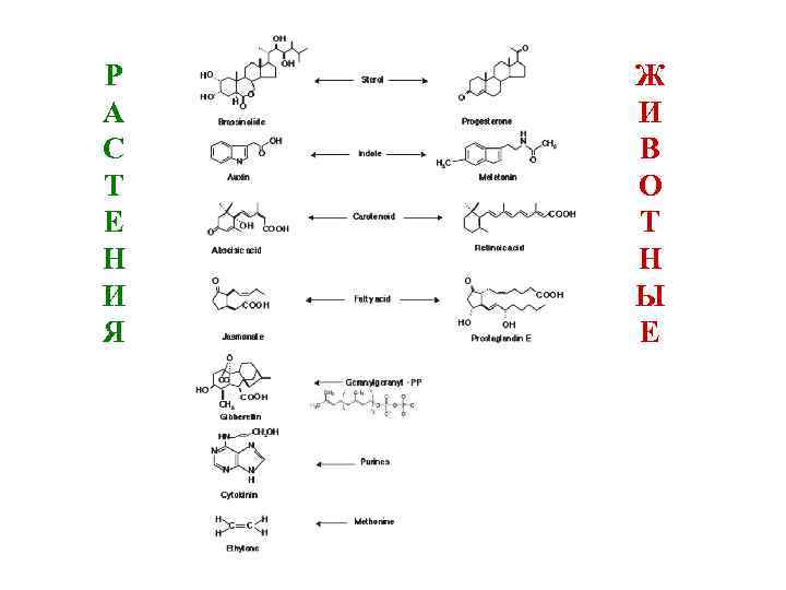 Р А С Т Е Н И Я Ж И В О Т Н