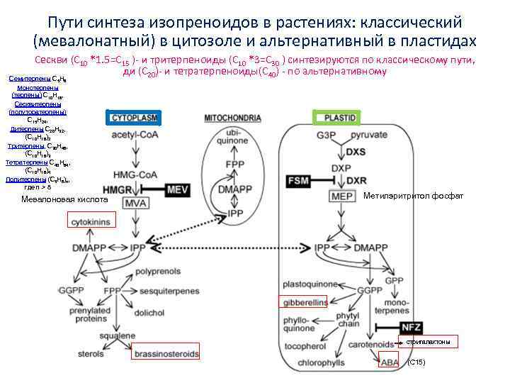 Пути синтеза изопреноидов в растениях: классический (мевалонатный) в цитозоле и альтернативный в пластидах Сескви