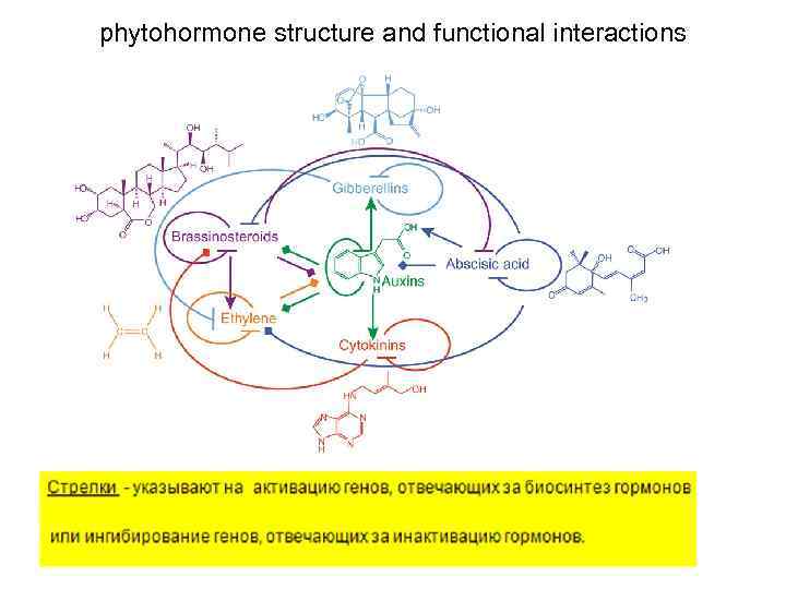 phytohormone structure and functional interactions 