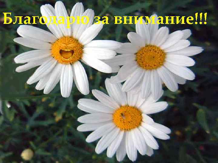 Благодарю за внимание!!! 