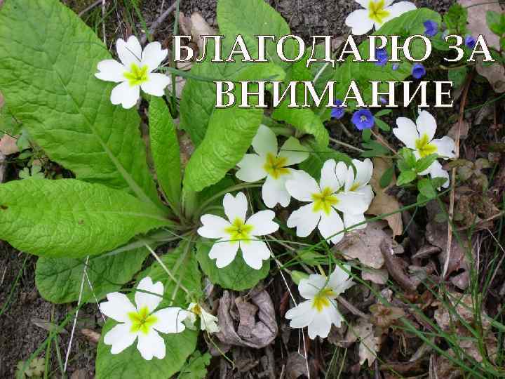 БЛАГОДАРЮ ЗА ВНИМАНИЕ 