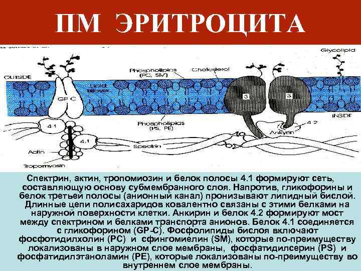 ПМ ЭРИТРОЦИТА Cпектрин, актин, тропомиозин и белок полосы 4. 1 формируют сеть, составляющую основу