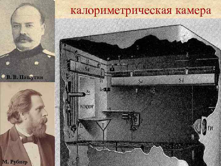 калориметрическая камера В. В. Пашутин М. Рубнер 