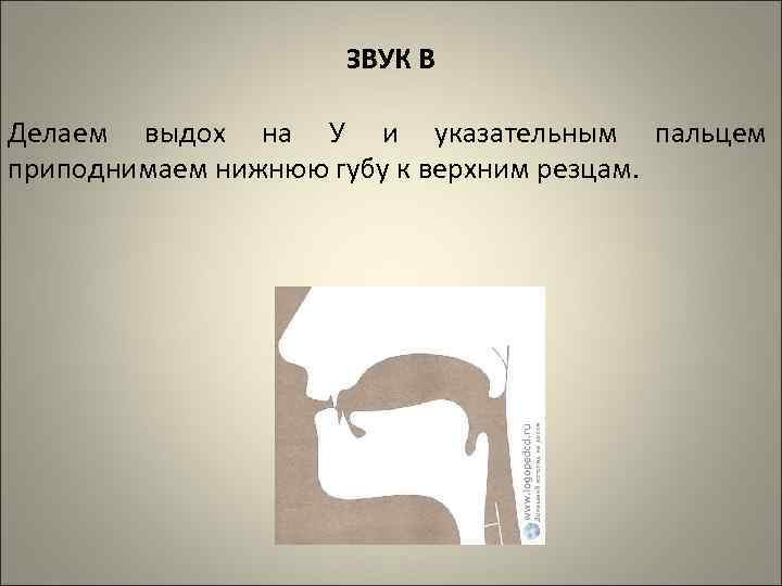 ЗВУК В Делаем выдох на У и указательным пальцем приподнимаем нижнюю губу к верхним