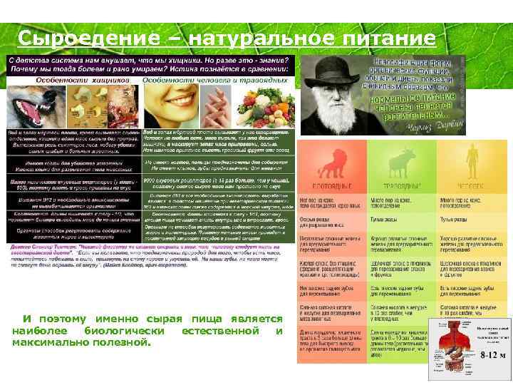 Сыроедение – натуральное питание Powerpoint Templates Сыроедение максимально соответствует видовому рациону питания вида Homo