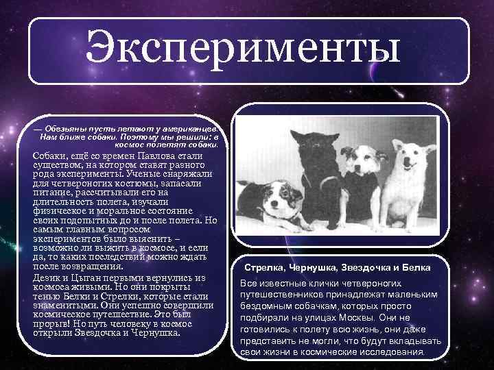 Эксперименты — Обезьяны пусть летают у американцев. Нам ближе собаки. Поэтому мы решили: в