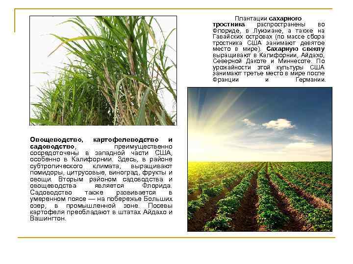 Плантации сахарного тростника распространены во Флориде, в Луизиане, а также на Гавайских островах (по