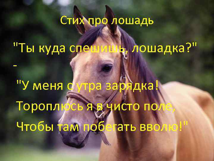 Хорошее настроение к лошадям стихотворение