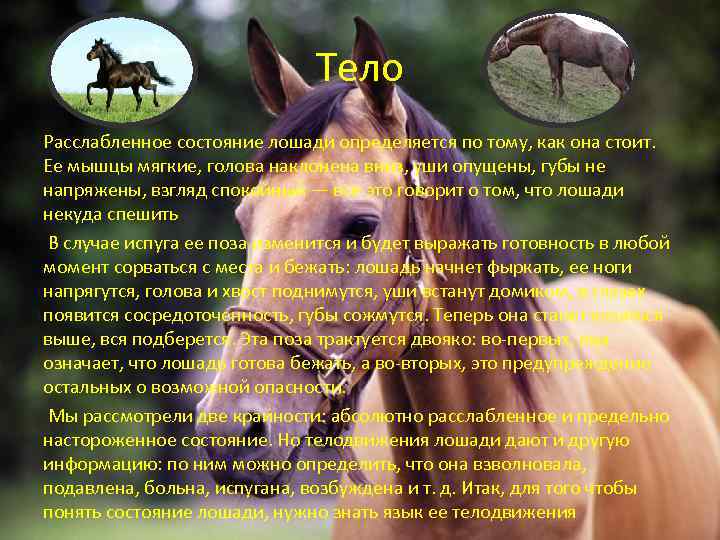 Тело Расслабленное состояние лошади определяется по тому, как она стоит. Ее мышцы мягкие, голова