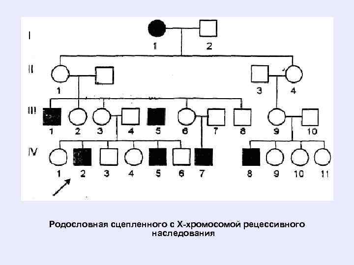 Сцеплен с х хромосомой доминантный. Х сцепленный рецессивный Тип наследования родословная. Сцепленный с х хромосомой рецессивный Тип наследования. Х сцепленный рецессивный Тип наследования схема. Генеалогическое Древо х сцепленный рецессивный Тип наследования.