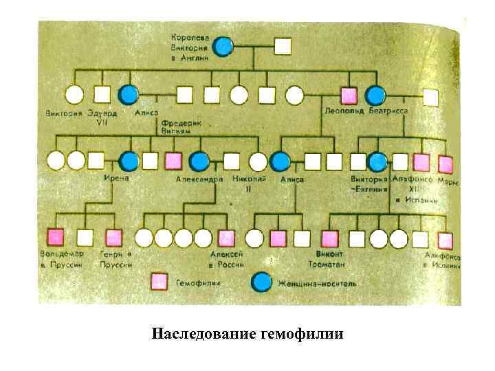 Наследование гемофилии 