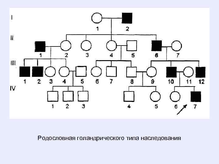 Рисунок схема родословной. Родословная с голандрическим типом наследования. Голандрический Тип наследования схема наследования. Родословные генетика Тип наследования.