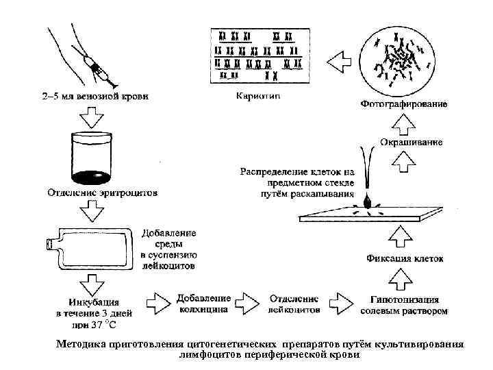 Методика приготовления цитогенетических препаратов путём культивирования лимфоцитов периферической крови 