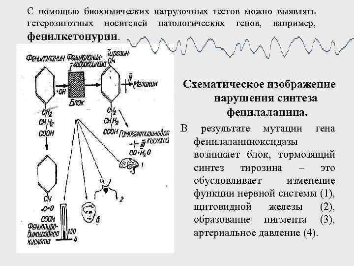 С помощью биохимических нагрузочных тестов можно выявлять гетерозиготных носителей патологических генов, например, фенилкетонурии. Схематическое