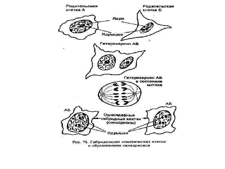 Соматическая клетка животного. Соматические клетки схема. Синкарион и гетерокарион. Гибридизация соматических клеток.