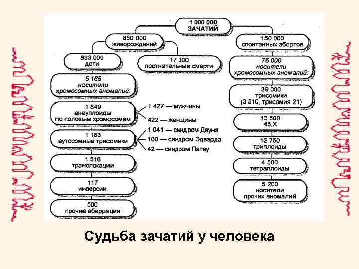 Судьба зачатий у человека 