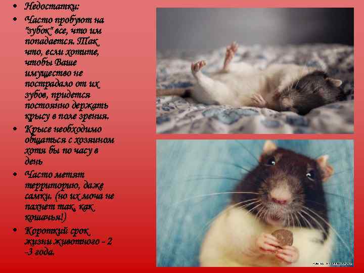  • Недостатки:  • Часто пробуют на  