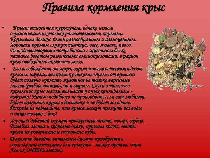     Правила кормления крыс •  Крысы относятся к грызунам, однако