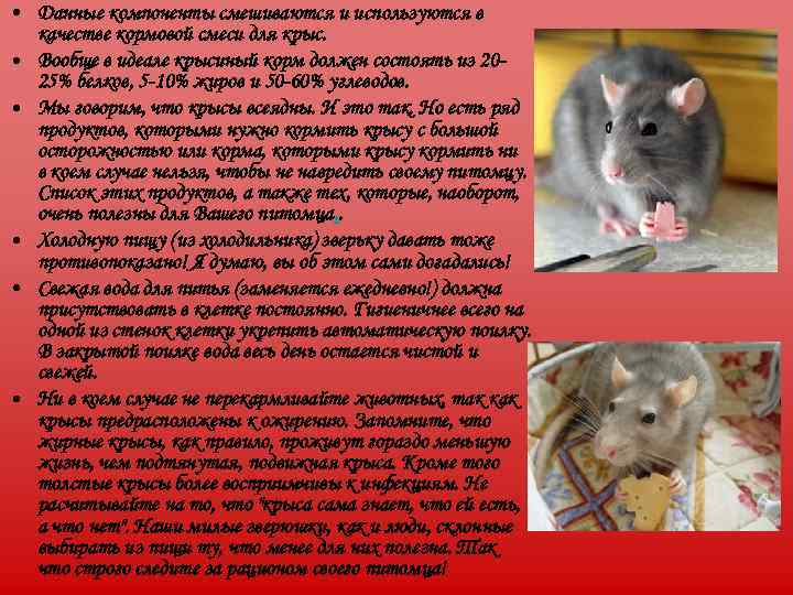  • Данные компоненты смешиваются и используются в  качестве кормовой смеси для крыс.