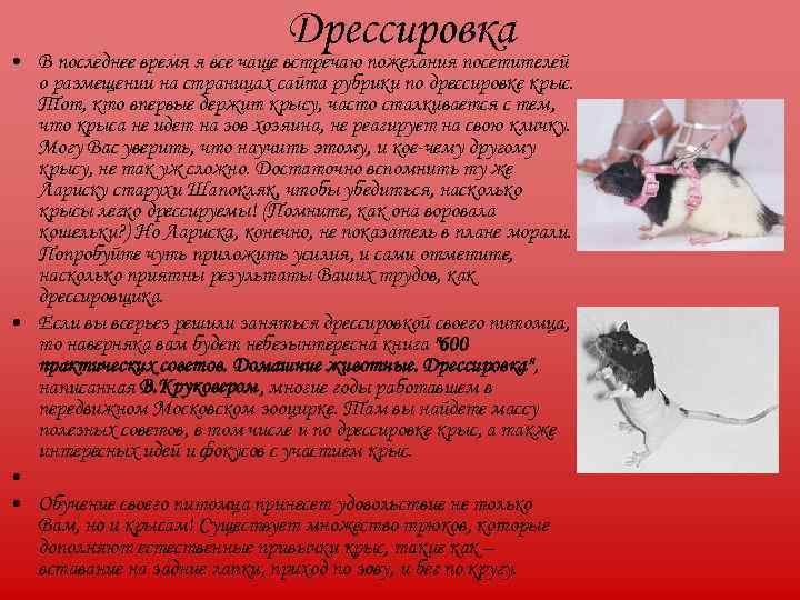       Дрессировка • В последнее время я все чаще