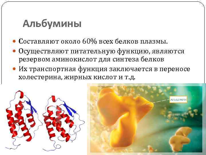 Альбумины Составляют около 60% всех белков плазмы. Осуществляют питательную функцию, являются резервом аминокислот для