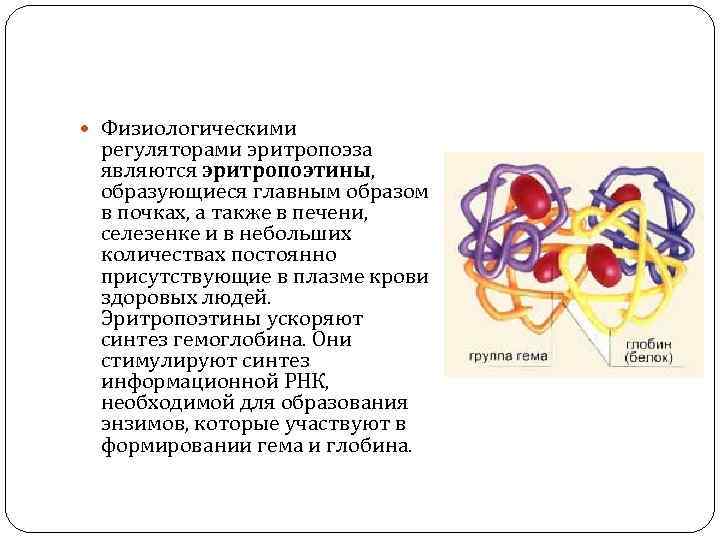  Физиологическими регуляторами эритропоэза являются эритропоэтины, образующиеся главным образом в почках, а также в