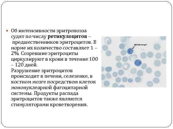 Ретикулоциты повышены