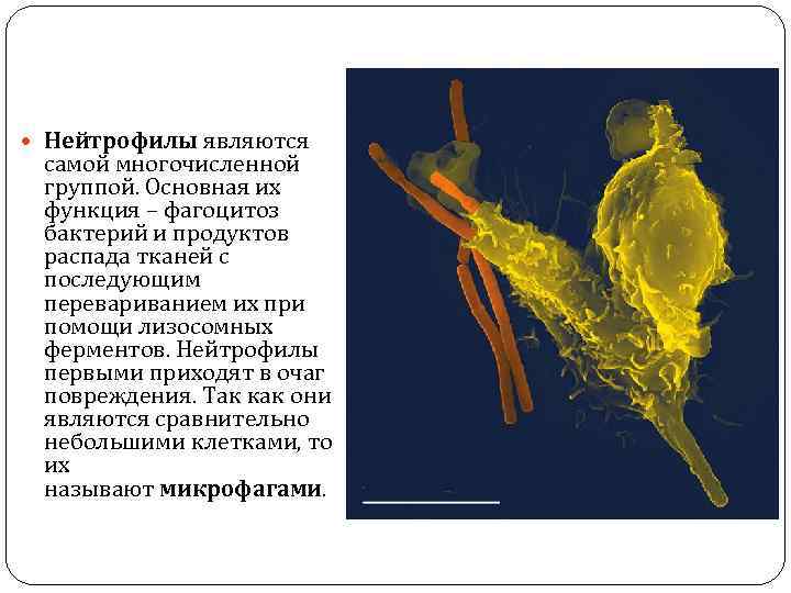  Нейтрофилы являются самой многочисленной группой. Основная их функция – фагоцитоз бактерий и продуктов