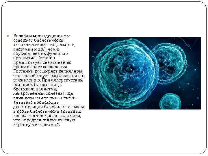  Базофилы продуцируют и содержат биологически активные вещества (гепарин, гистамин и др. ), чем