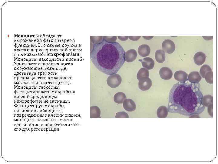 Моноцитов в крови 1. Промоноциты в периферической крови. Моноциты клетки. Макрофаг в периферической крови мазок.