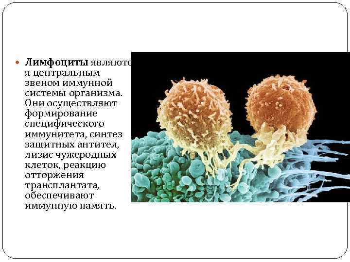  Лимфоциты являютс я центральным звеном иммунной системы организма. Они осуществляют формирование специфического иммунитета,